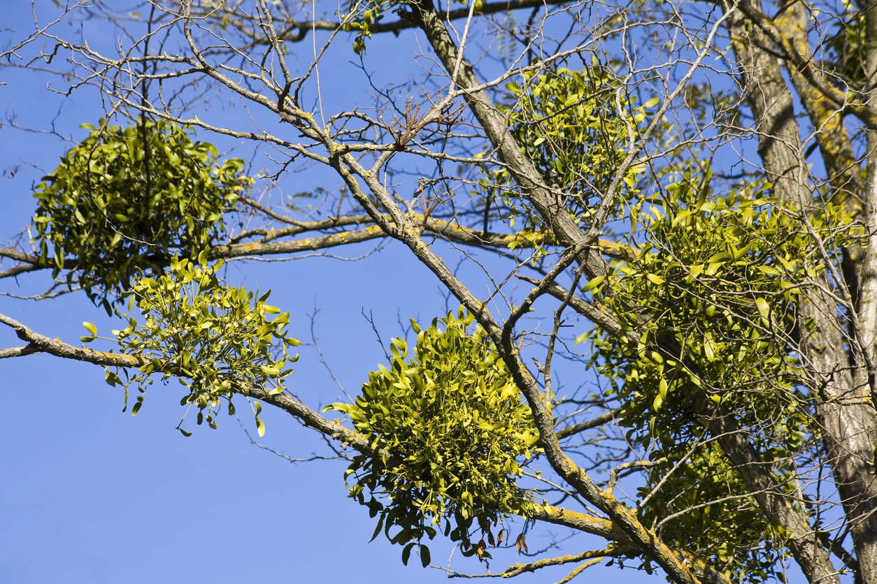 mistletoe therapy